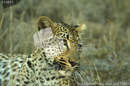 Image of Leopard 