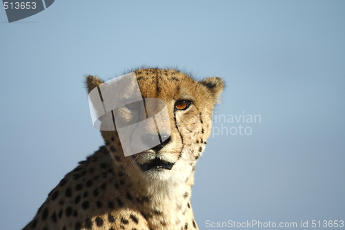 Image of Cheetah