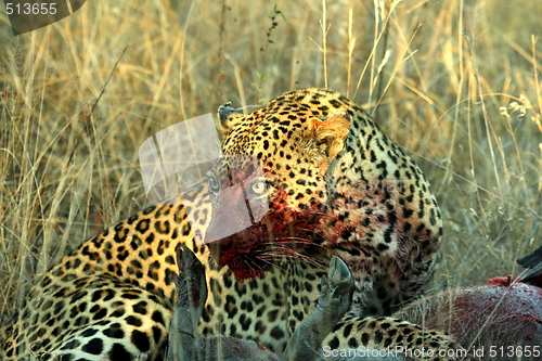 Image of Leopard