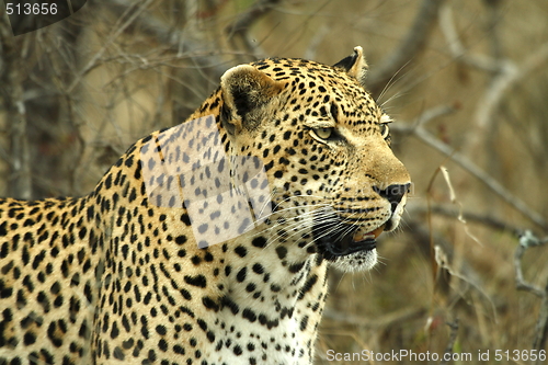 Image of Leopard