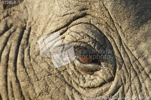 Image of Elephant