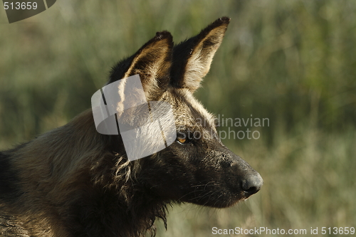 Image of Wilddog