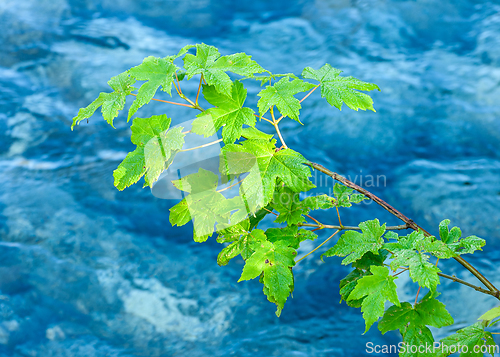 Image of green leaves over blue water in river