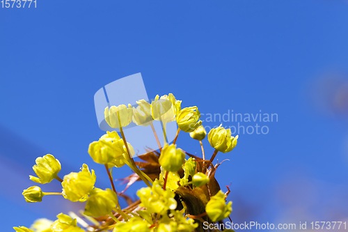 Image of beautiful maple tree