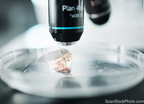 Image of Petri dish, microscope and biotechnology study for plant and ecology research in a lab for analysis. Science work, glass and laboratory tool closeup and leaf for medical report and test of grass