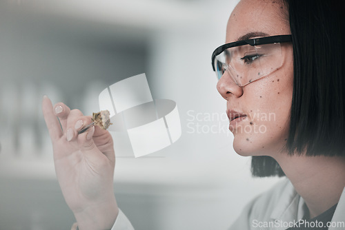 Image of Science, sample and Asian woman in laboratory for plant analysis, medical research and study. Horticulture, cannabis and scientist with marijuana for testing, innovation and medicine development