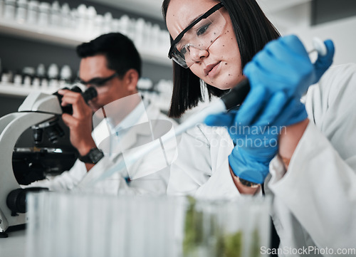 Image of Science, research and woman with pipette in test tube at biotech laboratory, leaf solution or medical innovation. Healthcare, lab analytics and medicine, scientist team in pharmaceutical plants study