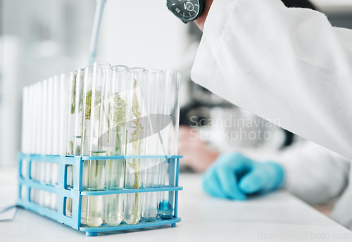 Image of Science, research and test tube with leaves in biotech laboratory, vaccine solution or medical innovation. Healthcare, lab analytics and medicine, scientist with pipette in pharmaceutical plant study