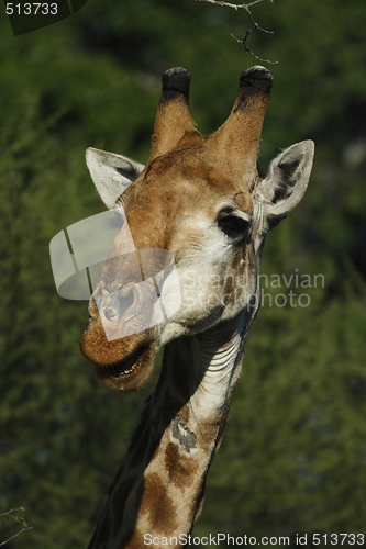 Image of Giraffe