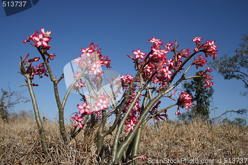 Image of impala lilly