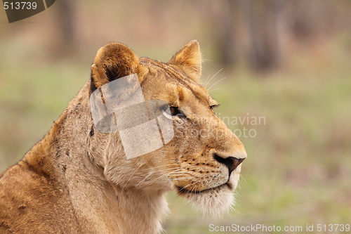 Image of Lioness