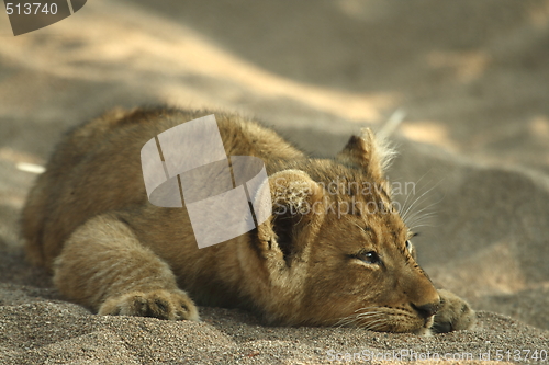 Image of Lion Cub