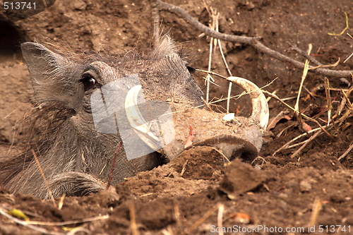 Image of Warthog