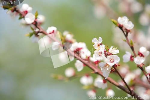 Image of blossom of an apple tree