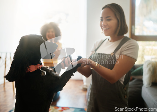 Image of Happy, dance and woman with dog in home, living room and teaching or learning a trick in development or growth in apartment. Training, pet and people in house with cocker spaniel, animal or bonding
