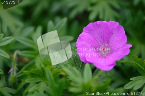 Image of hot pink flower