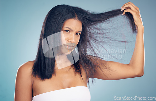 Image of Hair loss, portrait or woman with split ends in studio or blue background for salon keratin treatment. Beauty, angry or frustrated model with messy hairstyle damage, bad texture or cosmetic problem