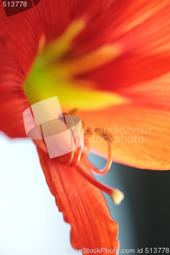 Image of bright red lily