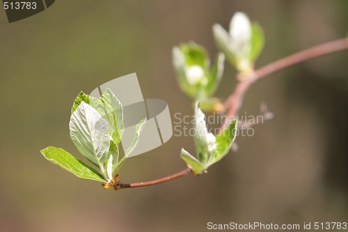 Image of blossom sprout