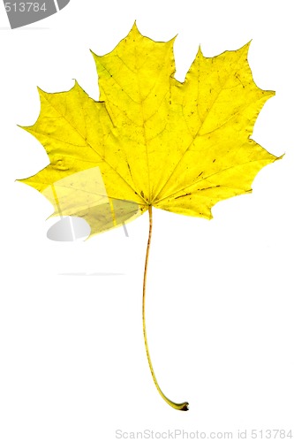 Image of autumn leaf of the maple