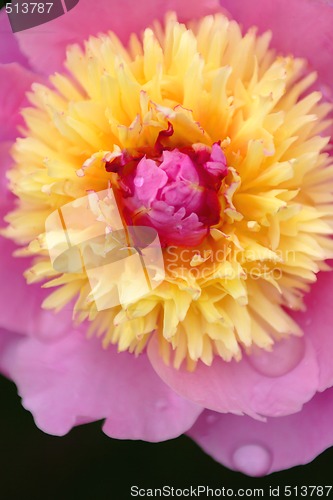 Image of Peony close-up