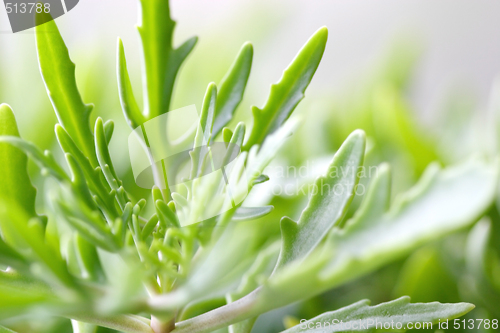 Image of Green Plant in Home Hothouse