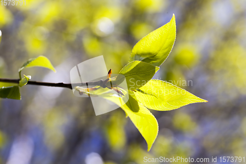 Image of the first young leaves on trees