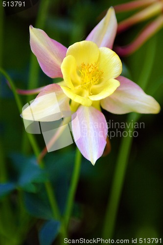 Image of Flowers, Yellow-Rose