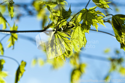 Image of beautiful maple