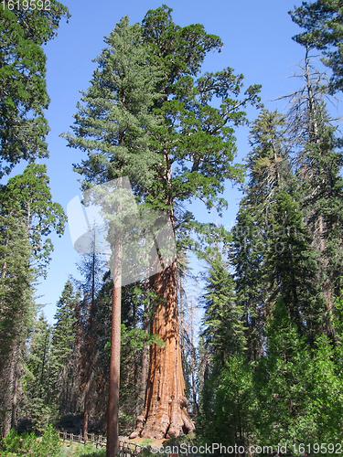 Image of Sequoia National Park