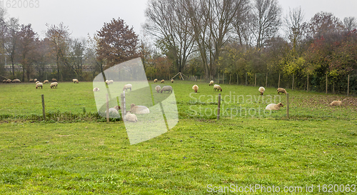 Image of flock of sheep