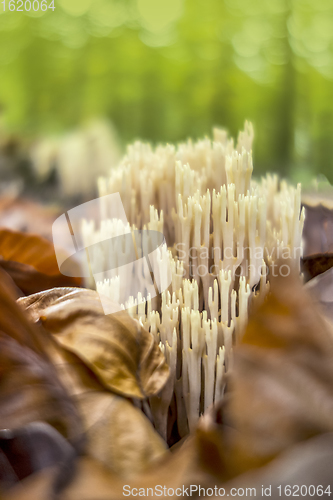 Image of coral fungi closeup