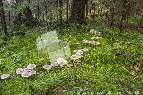 Image of fairy ring in a forest