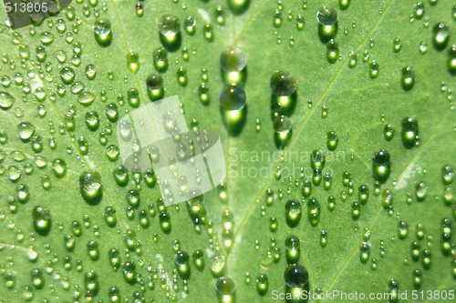 Image of green background