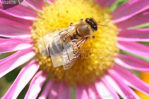 Image of bee