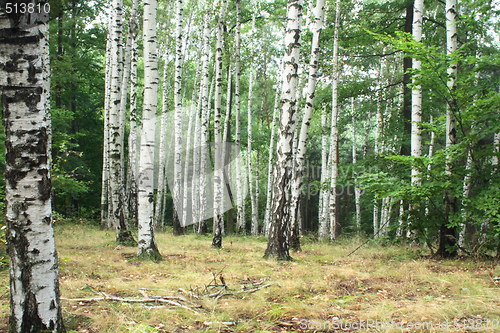 Image of summer forest 