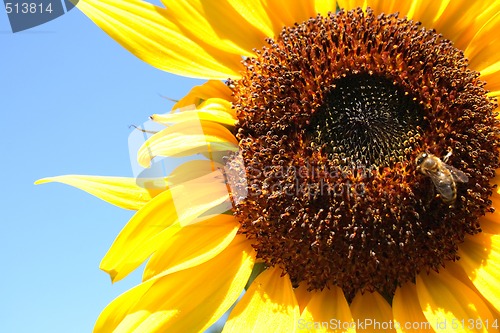Image of sunflower
