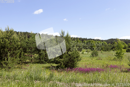 Image of trees covered with green foliage