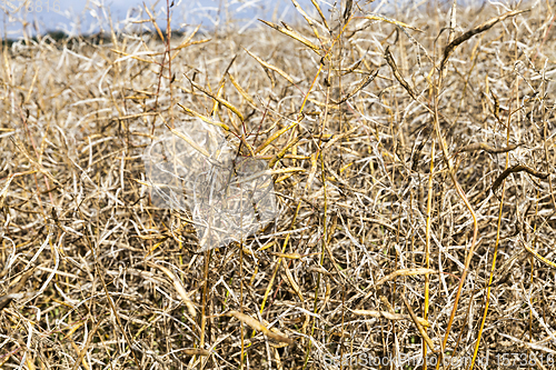 Image of agricultural field rapeseed