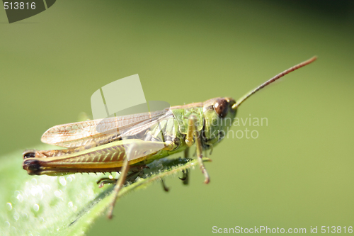 Image of grass hopper