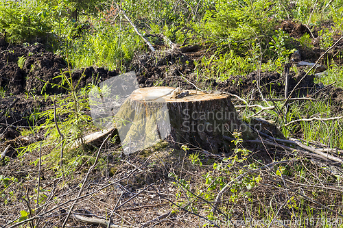 Image of stump from a felled tree