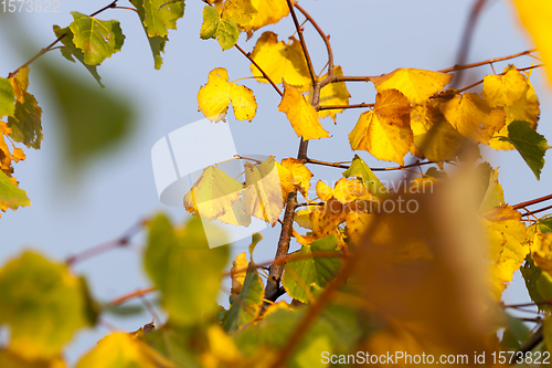 Image of Linden tree in the autumn