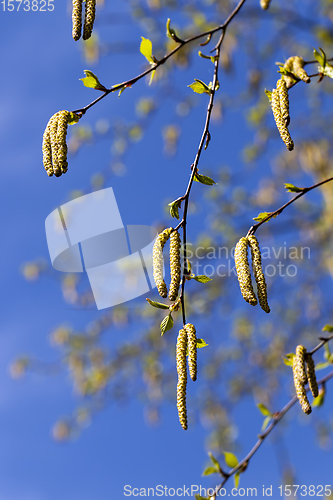 Image of birch tree