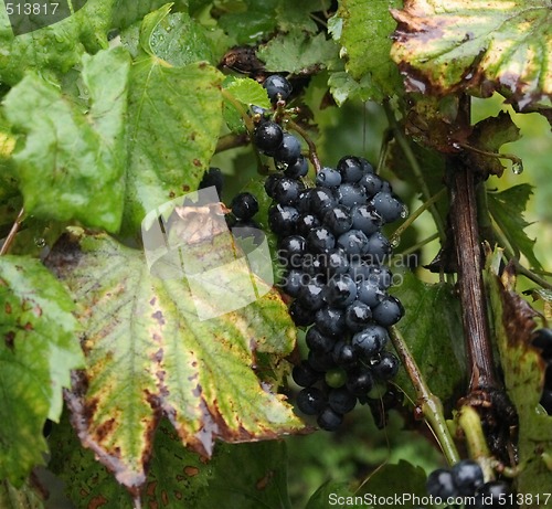 Image of red grapes