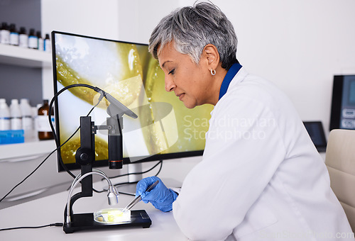 Image of Microscope, screen or scientist with plant for research, lab test or innovation for agriculture study. Science, mature or expert with aloe vera leaf for natural herbal medicine, pharma or education