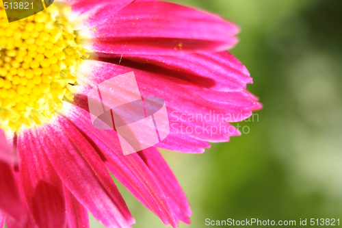 Image of flower