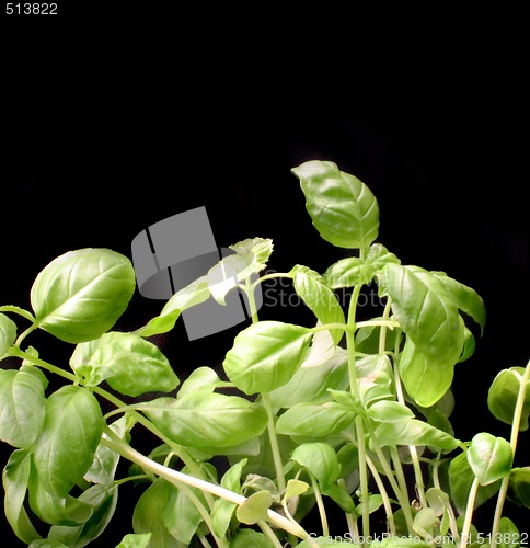 Image of sweet basil