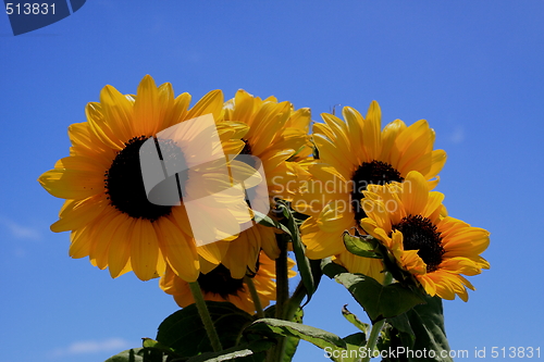 Image of Sunflower