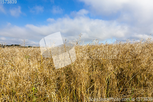 Image of rapeseed harvest