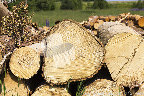 Image of tree trunks during logging